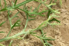 Falscher Mehltau (Paraperonospora leptosperma)