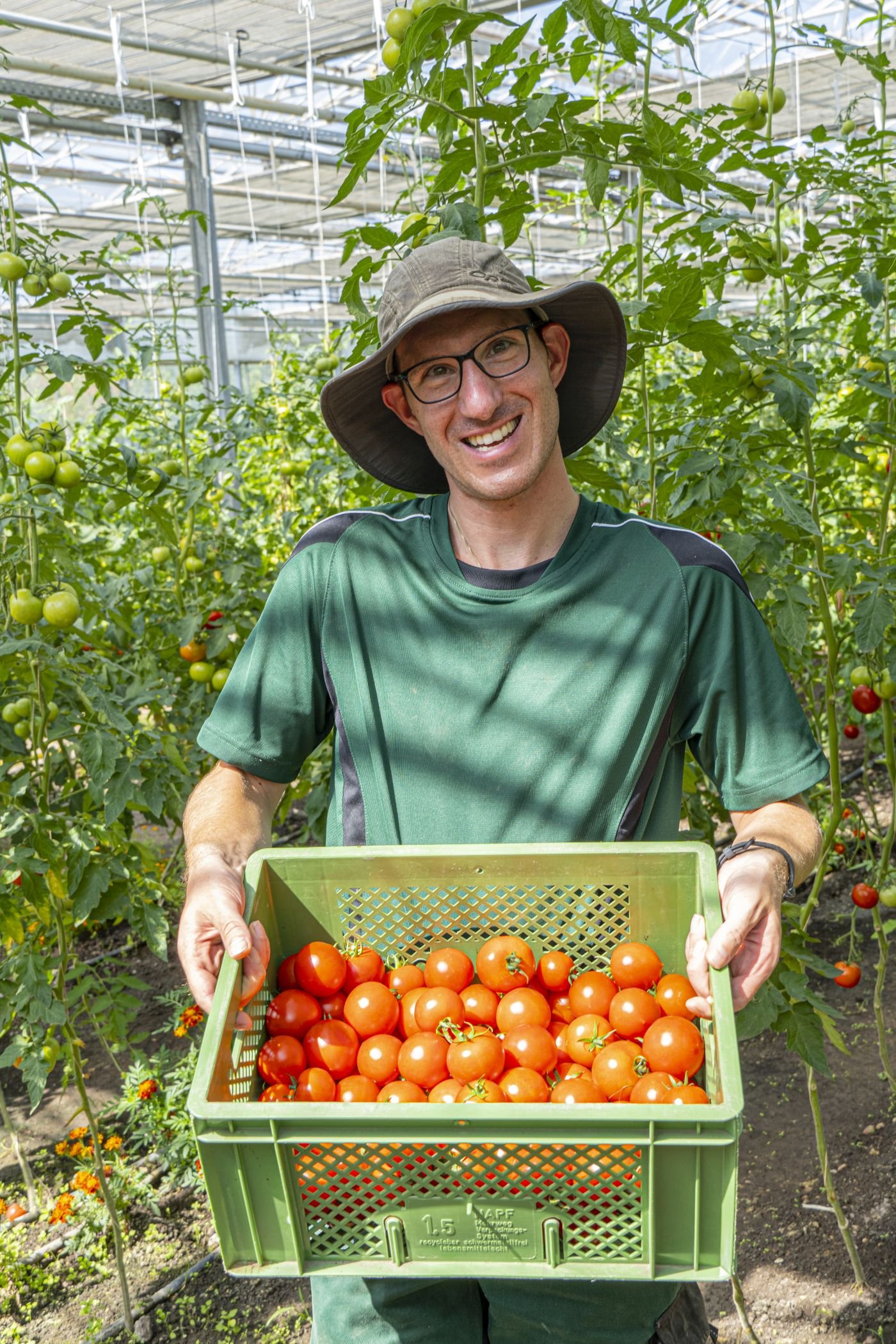 Mann im Gewächshaus mit Tomaten