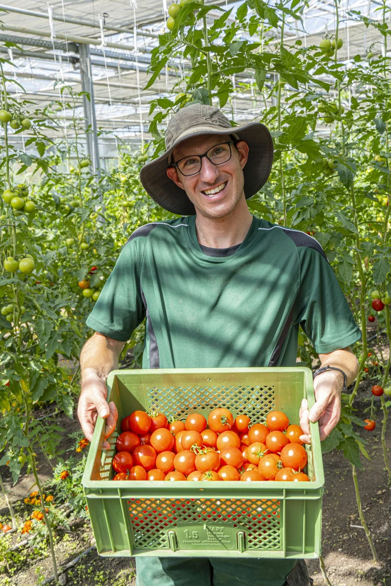 Mann im Gewächshaus mit Tomaten