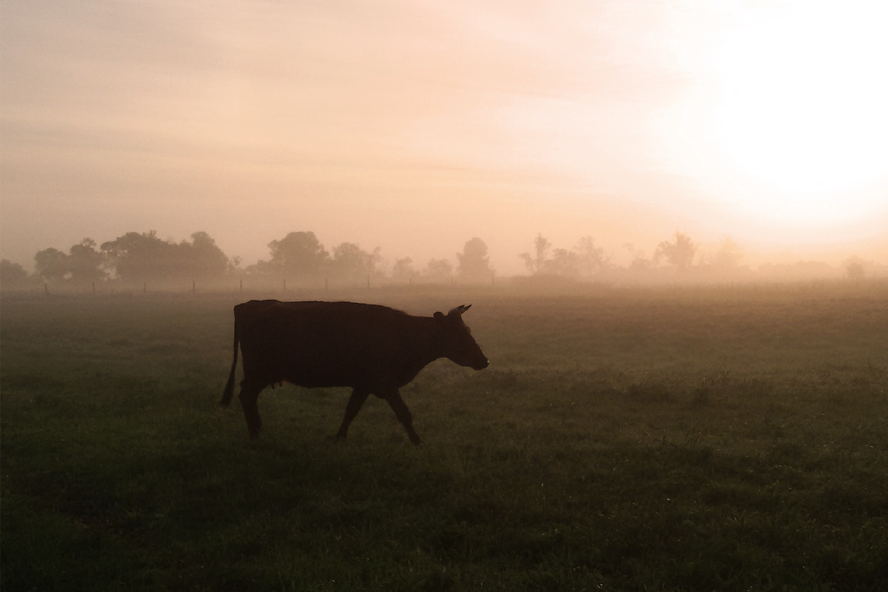 Kuh auf der Weide im Nebel
