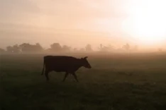 Hof Stolze Kuh - Landwirtschaftsbetrieb Janusz