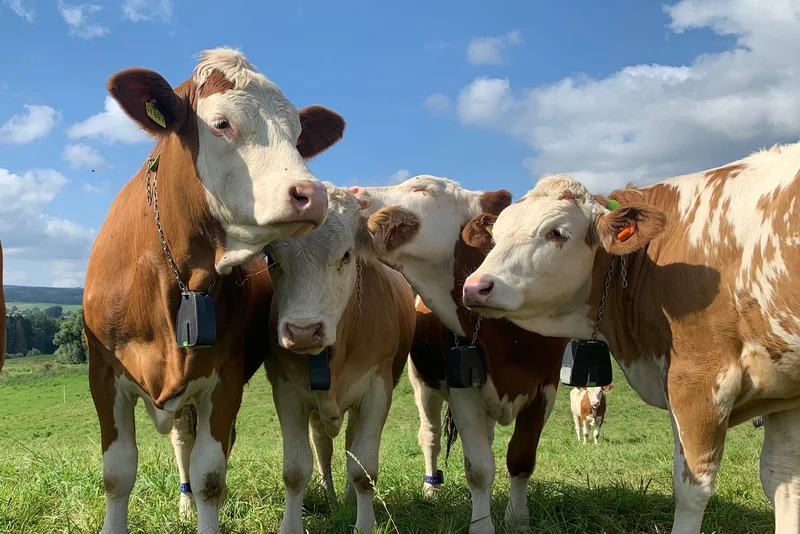 Kühe mit GPS-Halsband auf der Weide. Klick führt zu Großansicht in einer Lightbox. Zum Schließen der Lightbox ESC drücken.