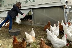 Junge Frau vor einem Hühnermobilstall, die Hühner füttern. Klick führt zu Großansicht.