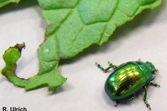 Minzen-Blattkäfer (Chrysolina spp.)