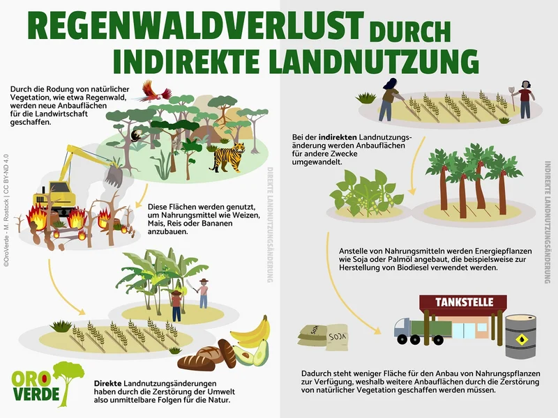 Infografik zum Regenwaldverlust. Klick führt zu Großansicht in einer Lightbox. Zum Schließen der Lightbox ESC drücken.
