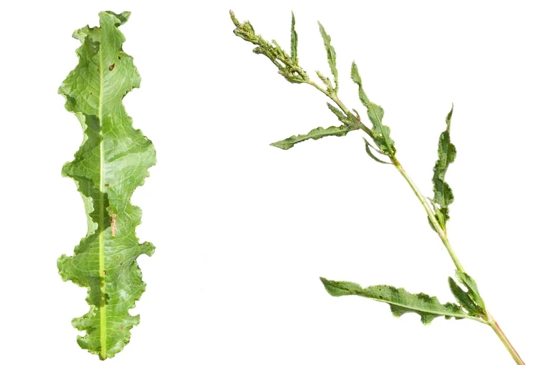 Krauser Ampfer (Rumex crispus)