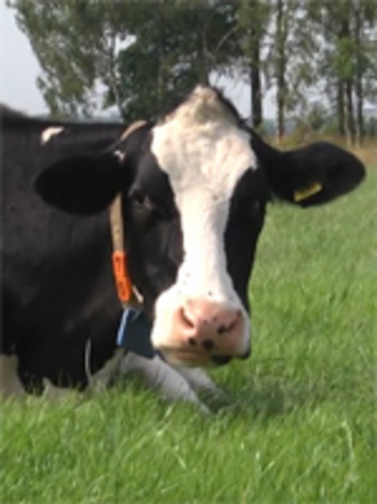 Filmausschnitt: Kuh auf der Weide