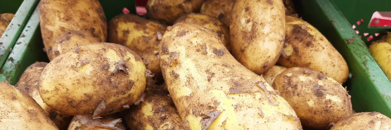 Losschalige Kartoffeln