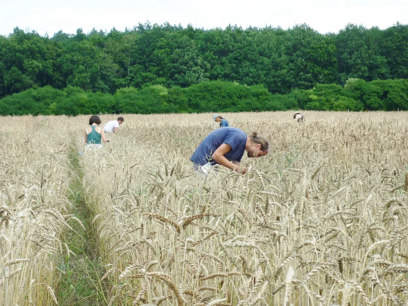 Team bei der Ernte, Klick führt zu Großansicht im neuen Fenster