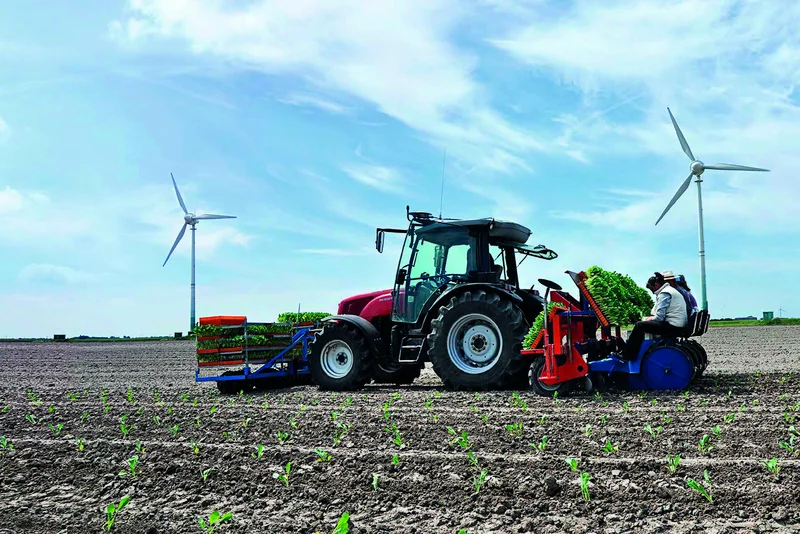 Traktor im Kohlfeld