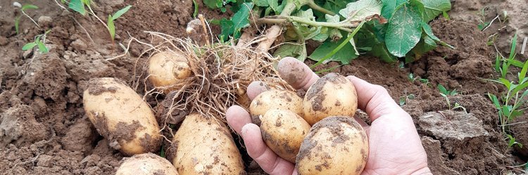 Mann hält frisch geerntete Kartoffeln in der Hand