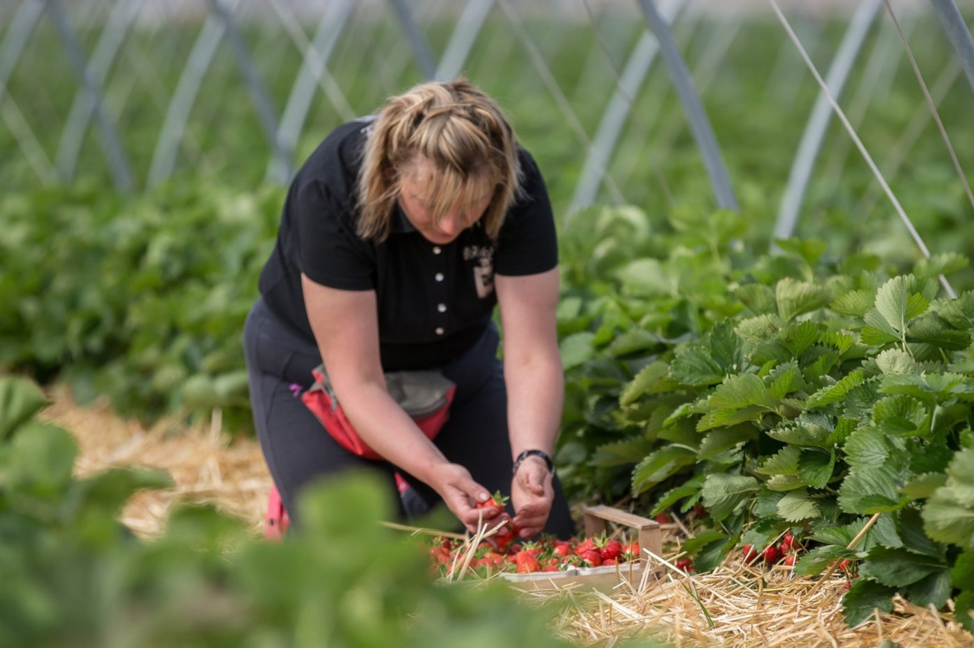 Frau pflückt Erdbeeren.