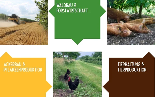 Drei Kästen und drei zugehörige Fotos zeigen die verschiedenen Formen der Agroforstwirtschaft.