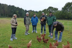 Seniorlegehennen: Optimierung des Tierwohls und wesentliche Verlängerung der Haltungsdauer