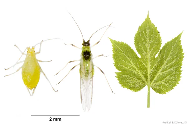 Hopfenblattlaus