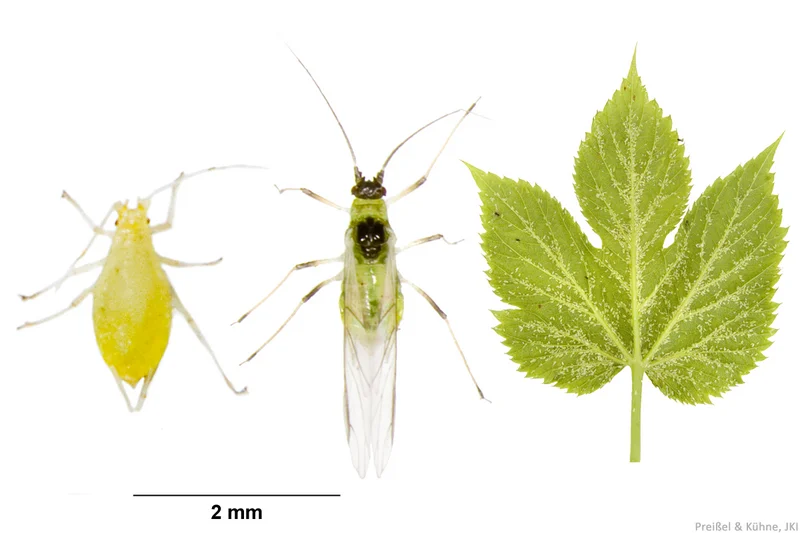 Hopfenblattlaus (Phorodon humuli, auch Aphisfliegen)