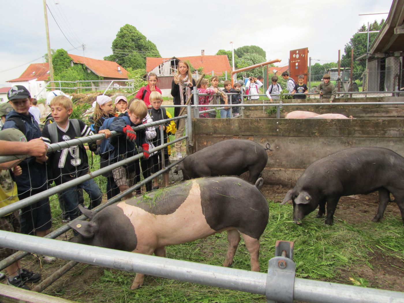 Kinder besuchen die Schweine.