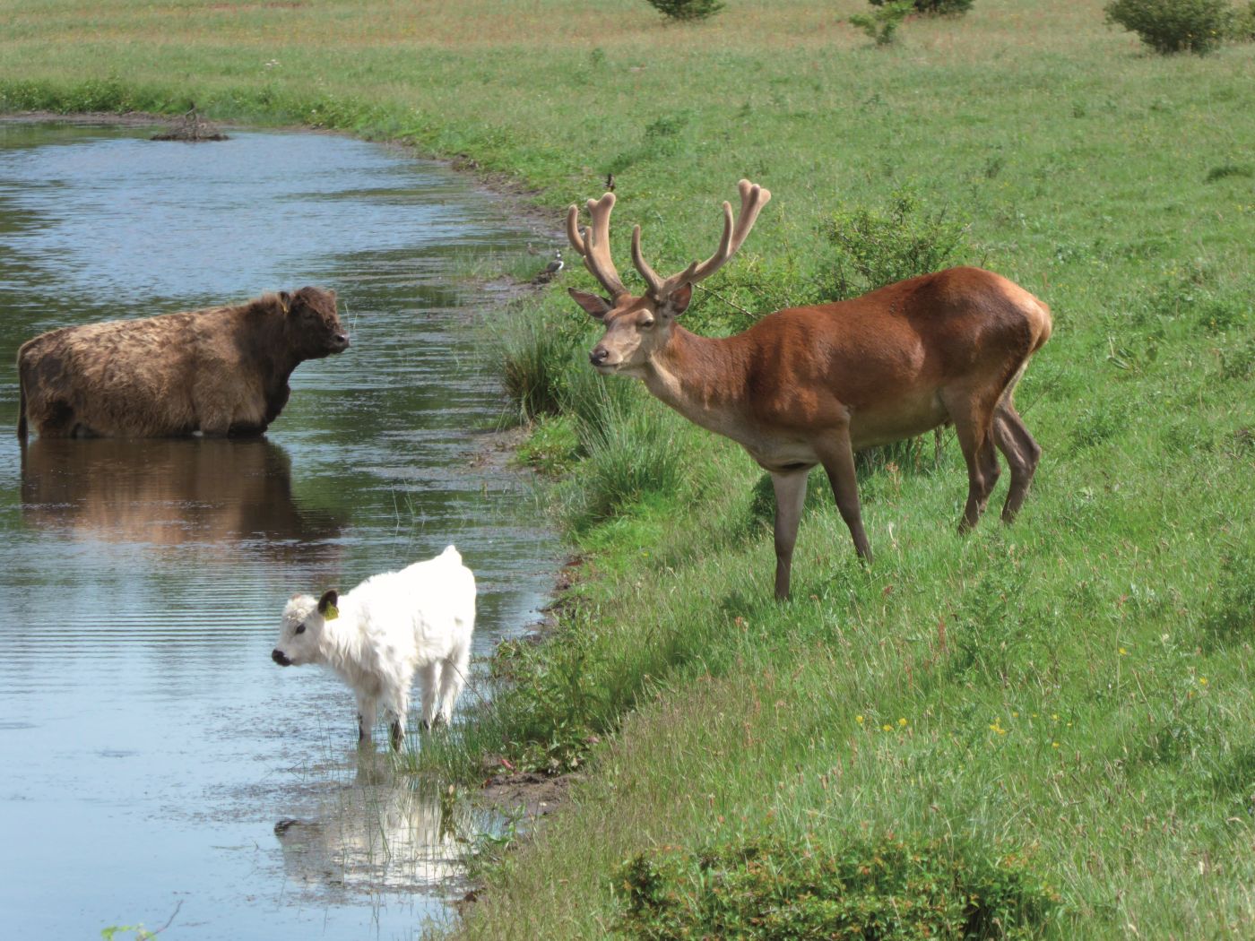 Rinder und Hirsch am Wasser.