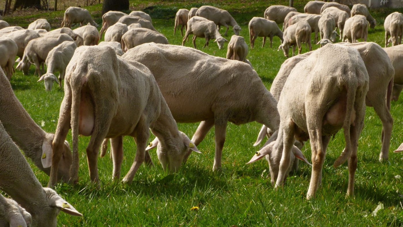 Fressende Schafe auf der Weide.