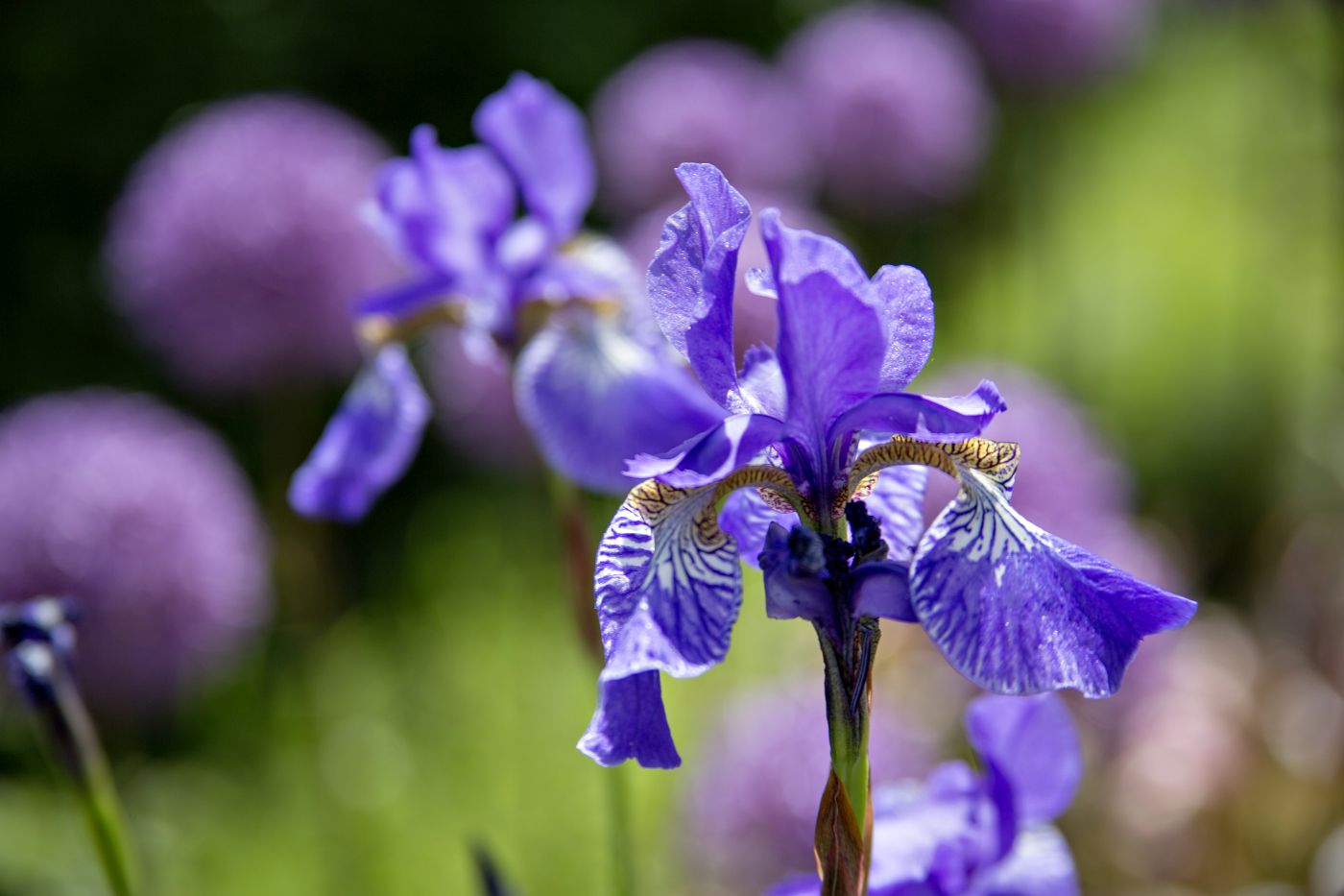 Nahaufnahme einer violetten Iris (Blume).