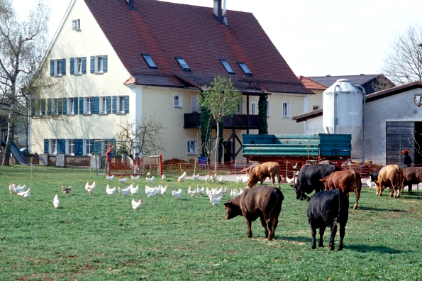 Rinderherde und Hühner auf Weide, Klick auf das Bild führt zur vergrößerten Ansicht