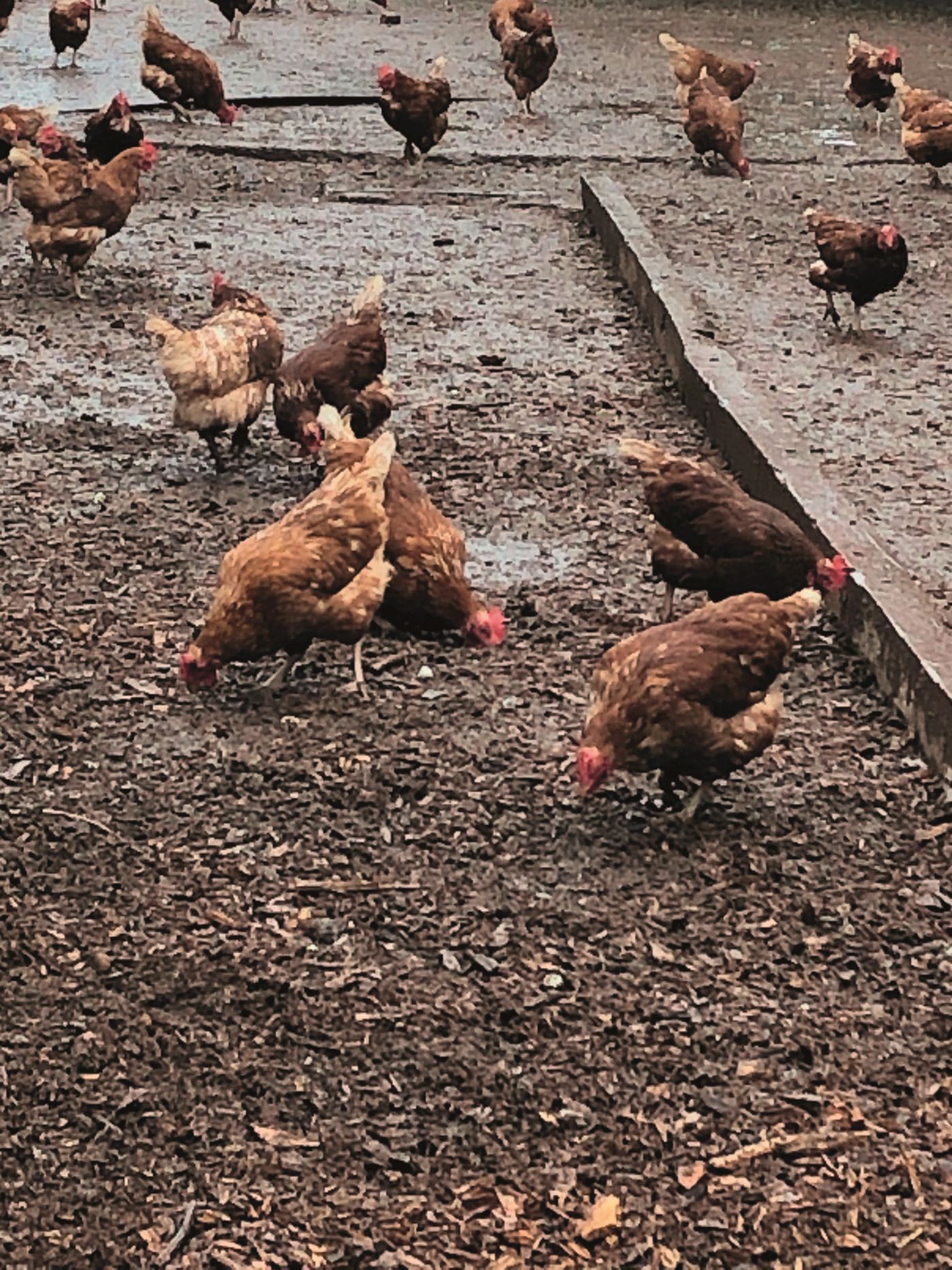 Hühner picken auf dem Boden