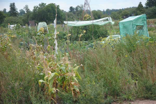 Gemüseselbsterntefelder, Klick führt zu Großansicht im neuen Fenster