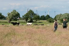 Kuhweide.