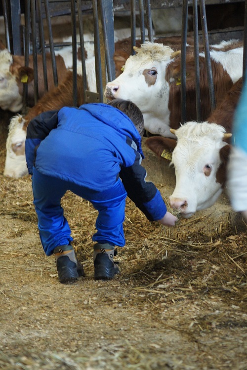 Kind füttert Kühe. Klick führt zu Großansicht in neuem Fenster.