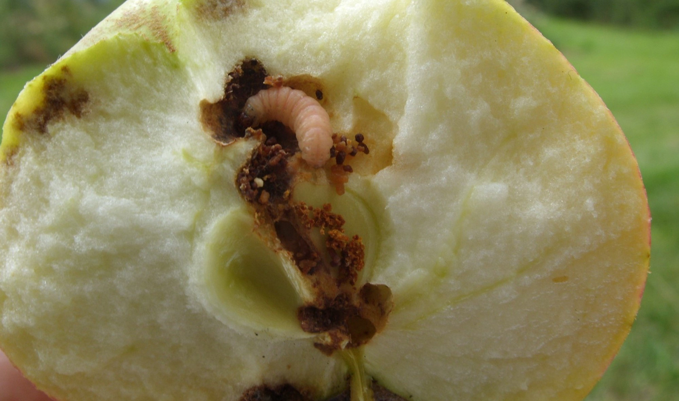 Strategien zur Regulierung des Apfelwicklers im ökologischen Obstbau