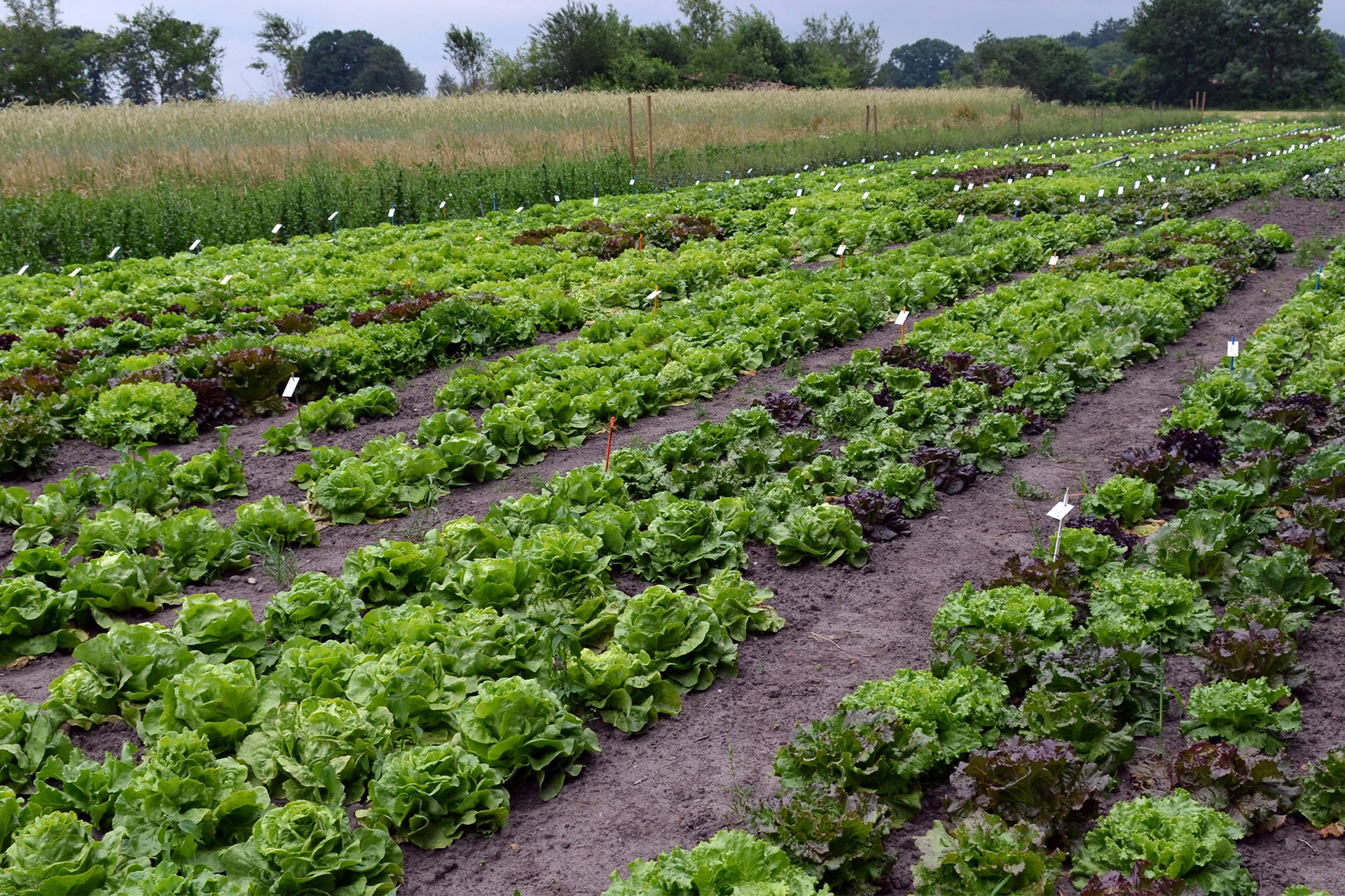 Sortimentserweiterung und Ertragsstabilisierung bei Bio-Salaten
