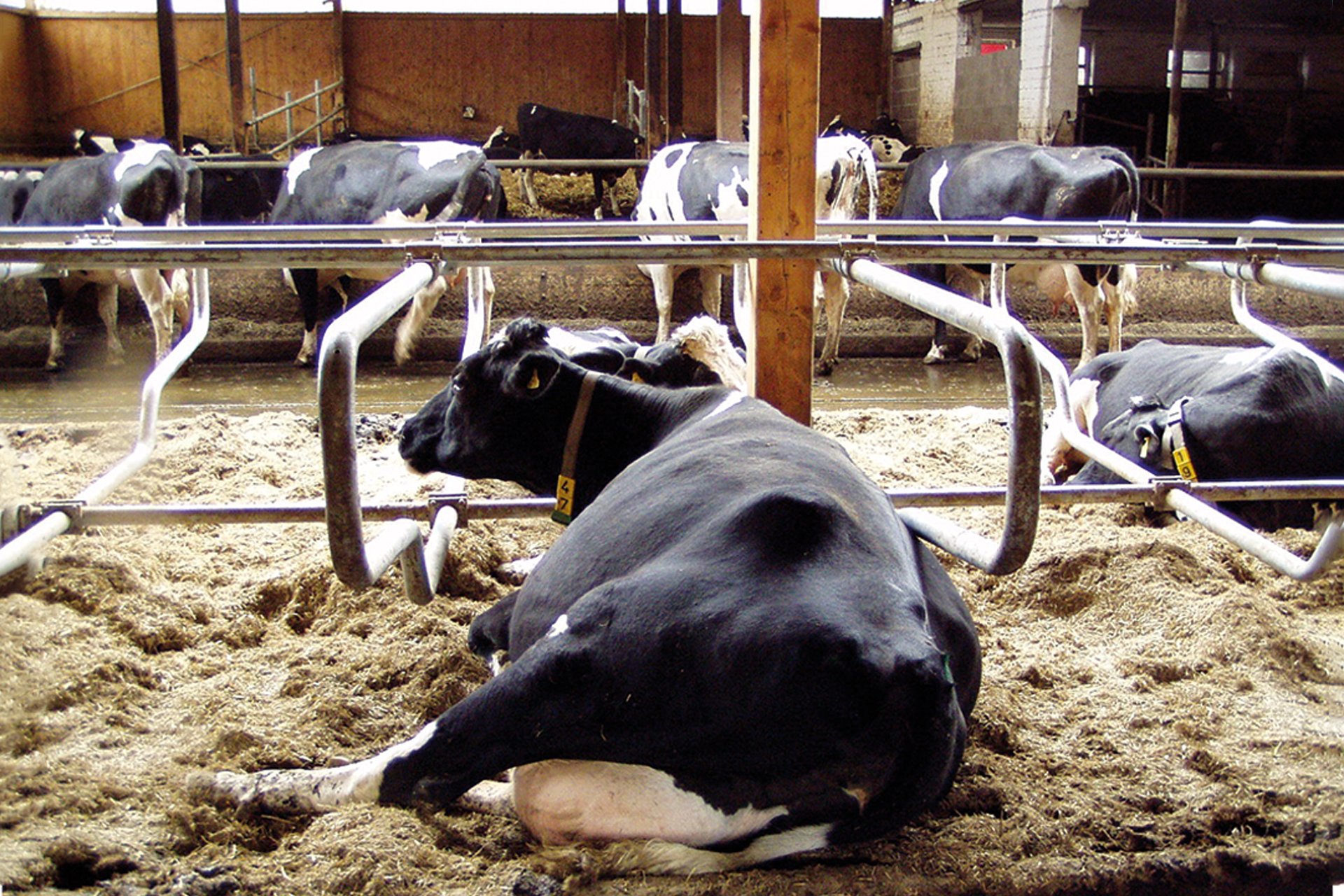 Tiergerechte Milchviehhaltung – Ergebnisse messen und honorieren