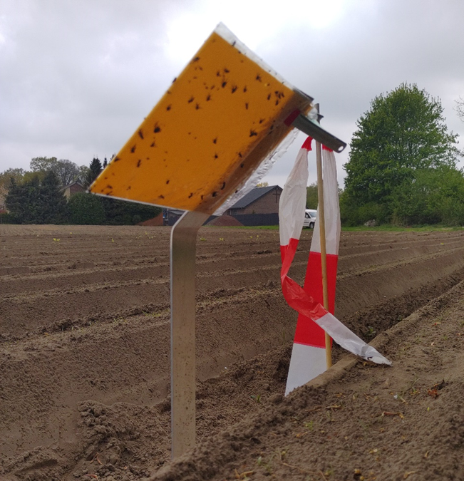 Gelb-orangene Klebefalle im Feld. Klick führt zu Großansicht im neuen Fenster.