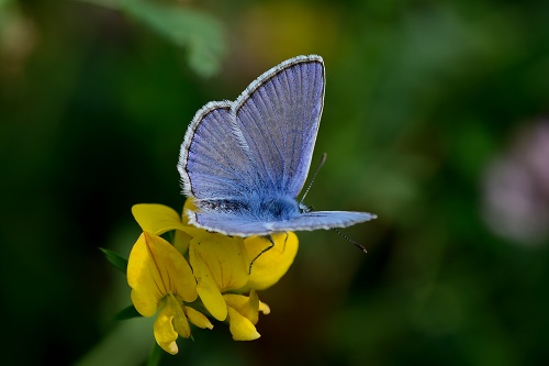 Blauer Schmetterling auf gelber Blume. Klick führt zu Großansicht im neuen Fenster.