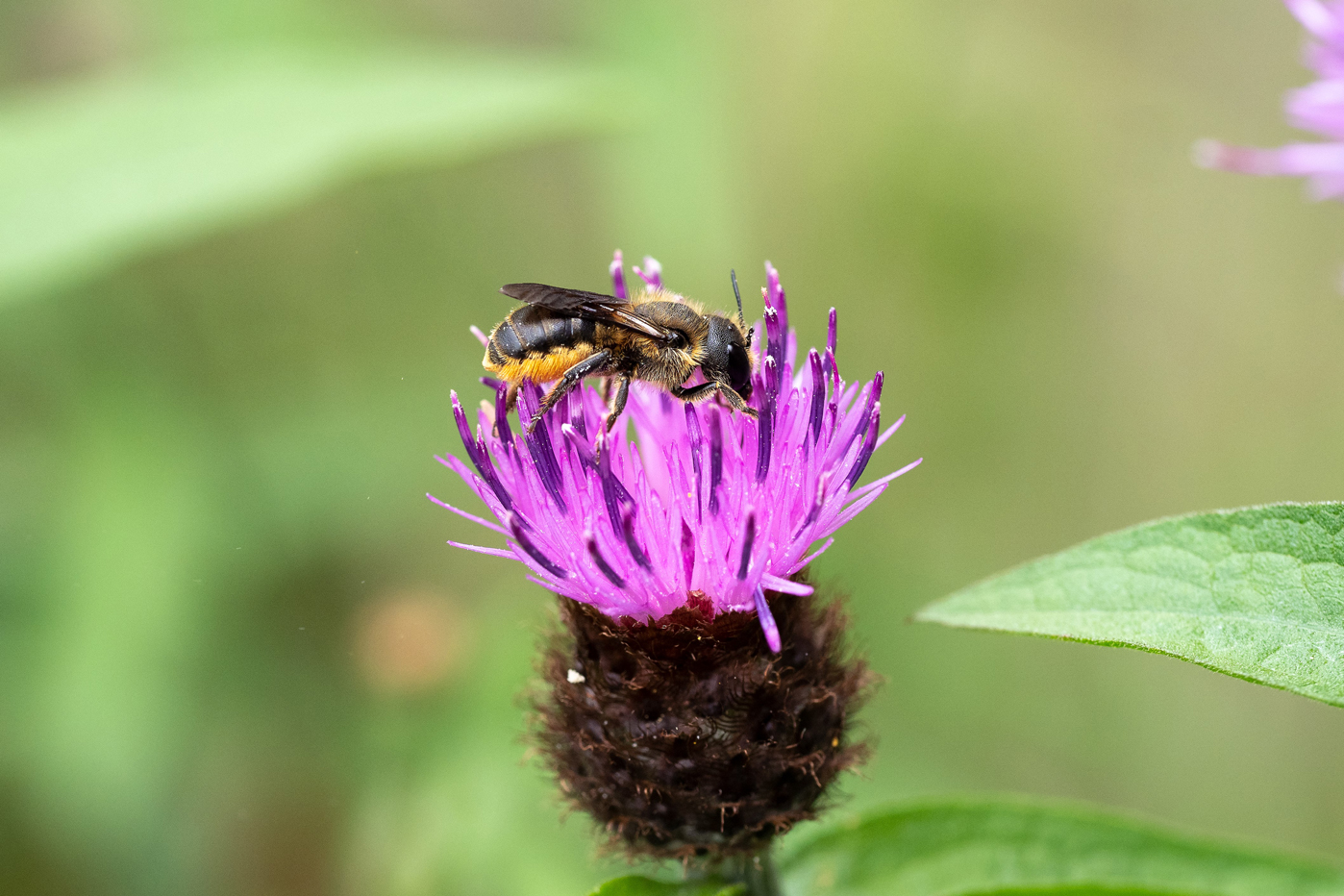 Zweihöckrige Mauerbiene. Foto: Anja Eder