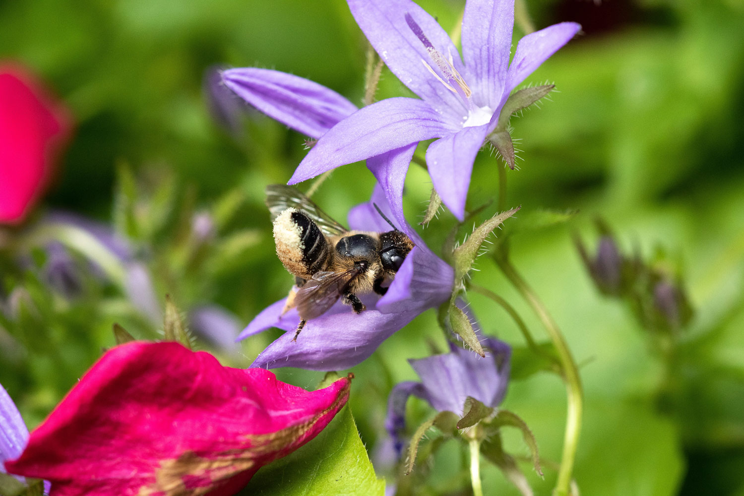 Garten-Blattschneiderbiene