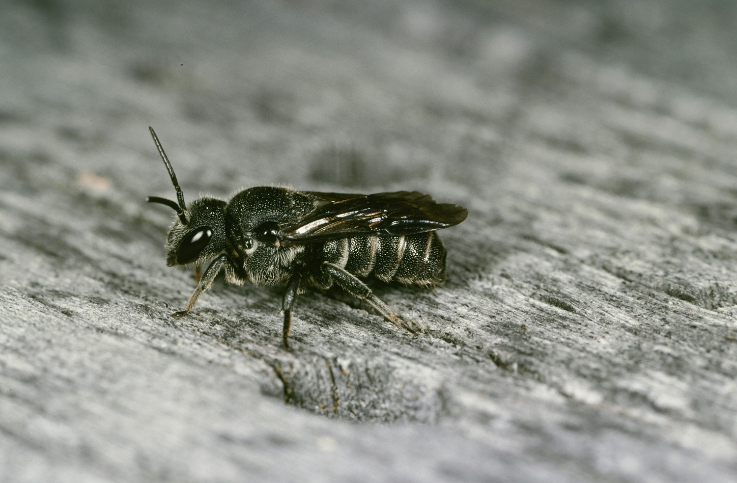 Punktierte Düsterbiene