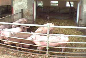 Mastschweine im eingestreuten Auslauf eines Tieflaufstalles
