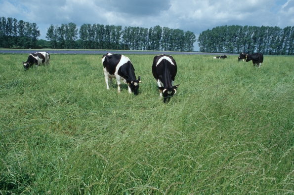 Rinder auf der Weide, Klick führt zu Großansicht im neuen Fenster