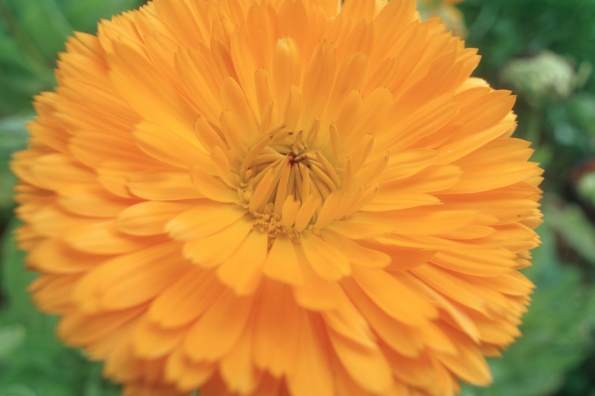 Calendula - eine Ringelblume mit orangefarbenen und überwiegend gefüllten Blüten, Klick führt zu Großansicht im neuen Fenster