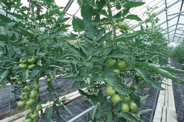 Mulchfolieneinsatz bei Fruchtgemüse (Tomaten), Klick führt zu Großansicht im neuen Fenster