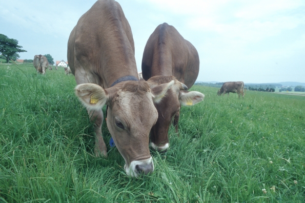 Bio-Kühe auf der Weide, Klick führt zu Großansicht im neuen Fenster