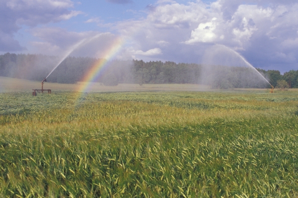 Getreidefeld wird bewässert. Es bildet sich ein Regenbogen. Klick führt zu Großansicht im neuen Fenster.