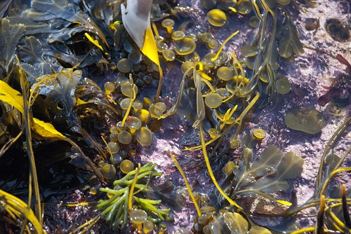 Diverse Algen am Strand