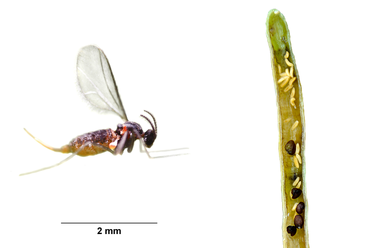 Kohlschotenmücke (Dasineura brassicae)