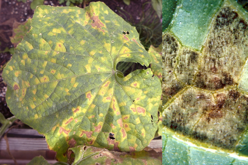 Falscher Gurkenmehltau (Pseudoperonospora cubensis)