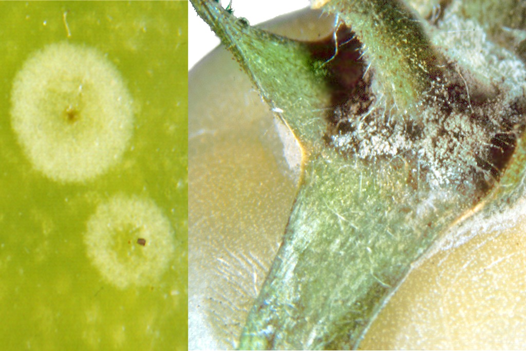 Grauschimmel, Geisterflecke (Botrytis cinerea)