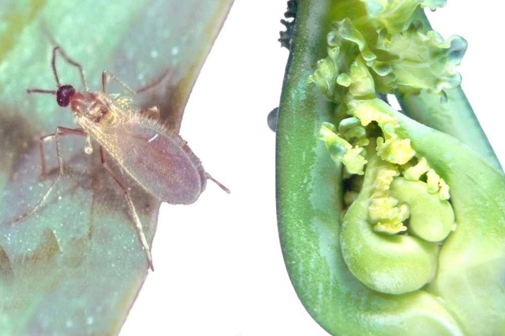 Kohldrehherzmücke (Contarinia nasturtii, auch Kohldrehherzgallmücke)
