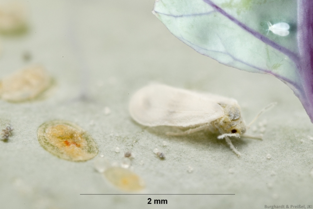 Kohlmottenschildlaus, Weiße Fliege (Aleyrodes proletella)