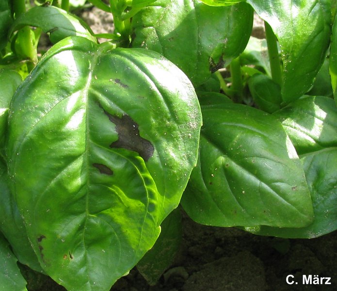 Bakterielle Blattflecken (Pseudomonas spp u. a., Pseudomonas viridiflava)
